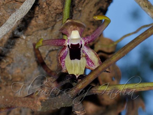 Spotted Luisia